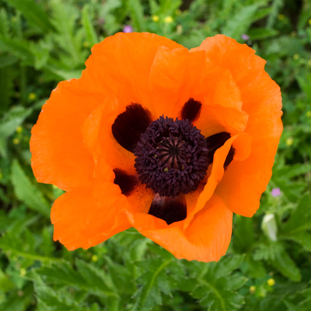 Papaver orientale 'Prince of Orange' (Oriental Poppy)